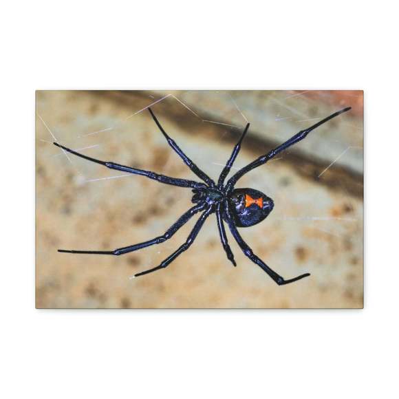 Express Your Love Gifts Other - Black Widow Hunting Black Widow on Hunt Print Animal Wall Art Wildlife Canvas Pr